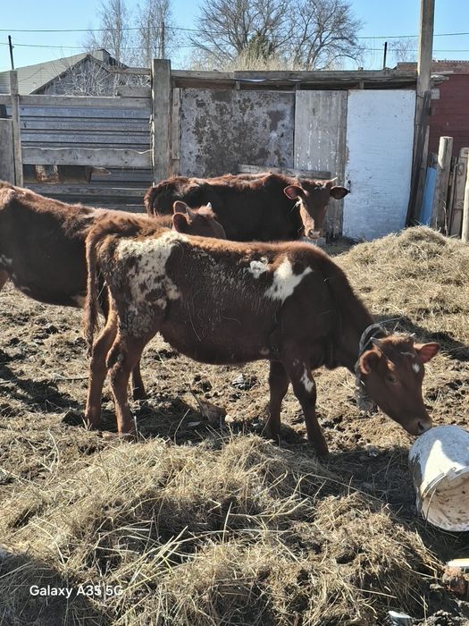 Продаю телечок 3головы