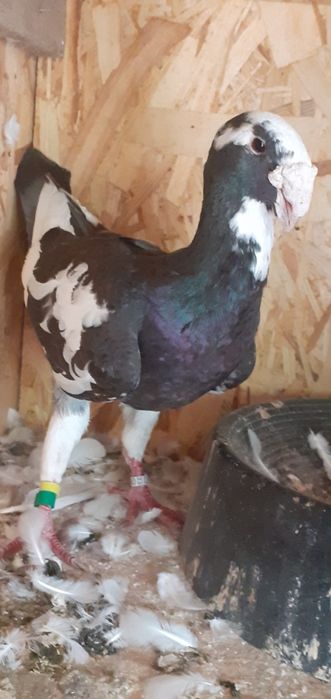 Vând porumbei germani de frumusete