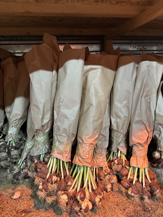 Тюльпаны голандские рост 50-60 см