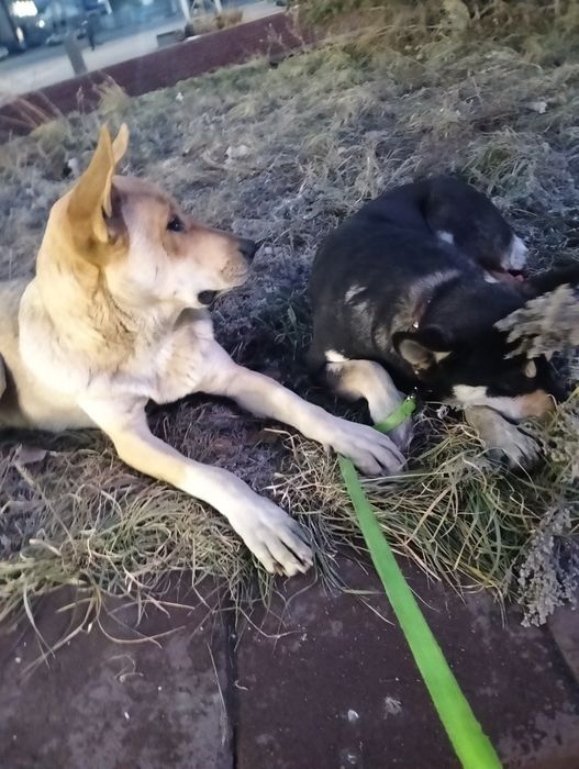 Ищем дом для собачек.