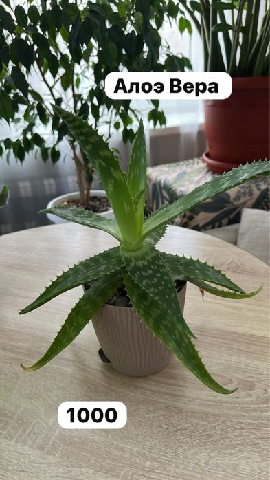 Комнатные растения