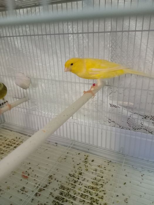 Декоративные канарейки.