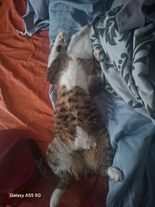 Adoptie pisica in varsta de 6 luni