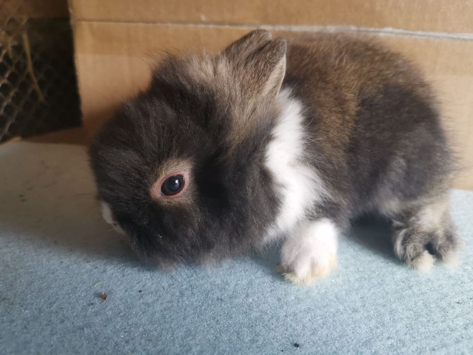 Декоративни зайчета