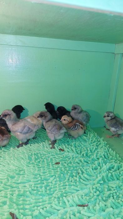 Циплята амераукана.