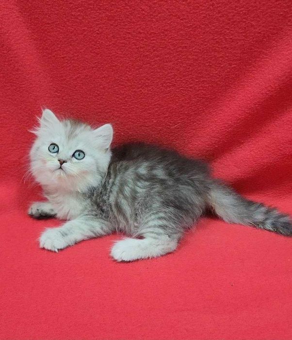 чистокровный котенок мальчик скотиш страйт хайленд серебристая шиншила