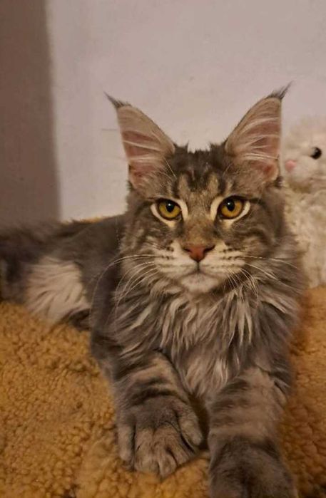 Пропал кот Мейн-кун