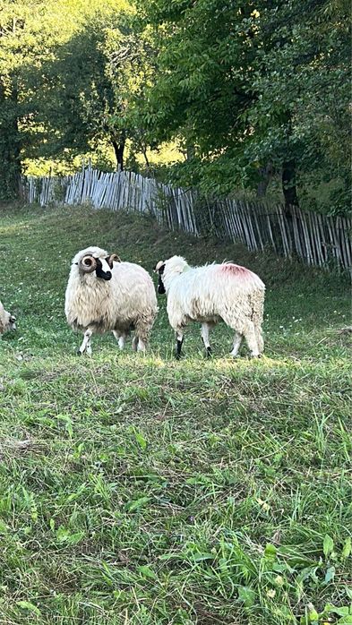 Berbec de vanzare la alegere