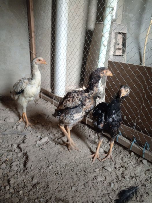 Joja tovuqlar sotiladi