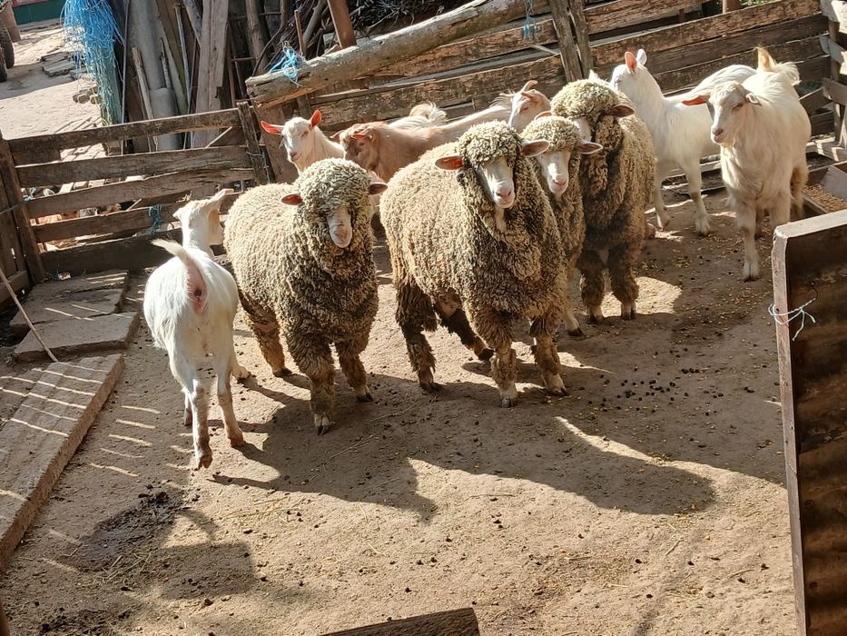 Carlane merinos.