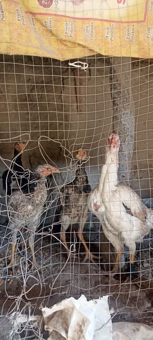 Xoroz sotiladi narxini kelishamiz