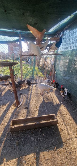 Продавам Пауни, Морски кокошки, Гълъби и Зайци