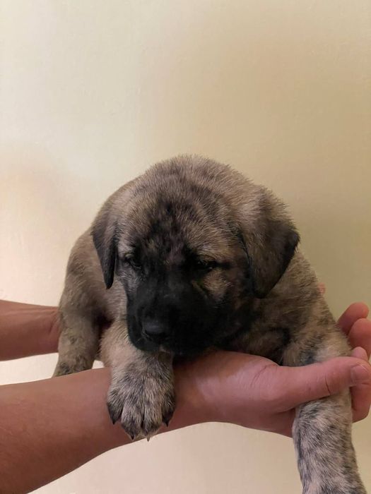 Zotdor cho'pon itlar