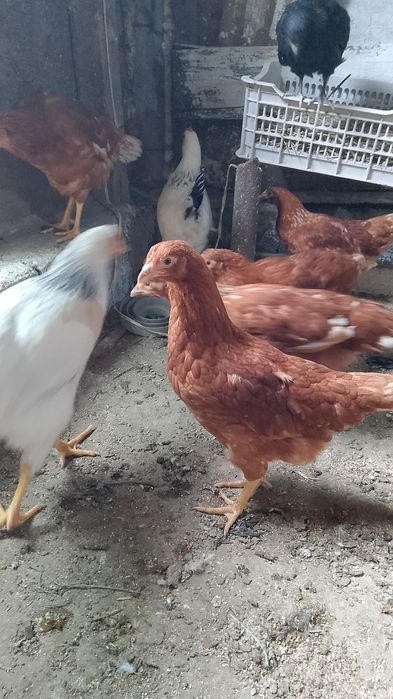 Продам курочек ломан браун