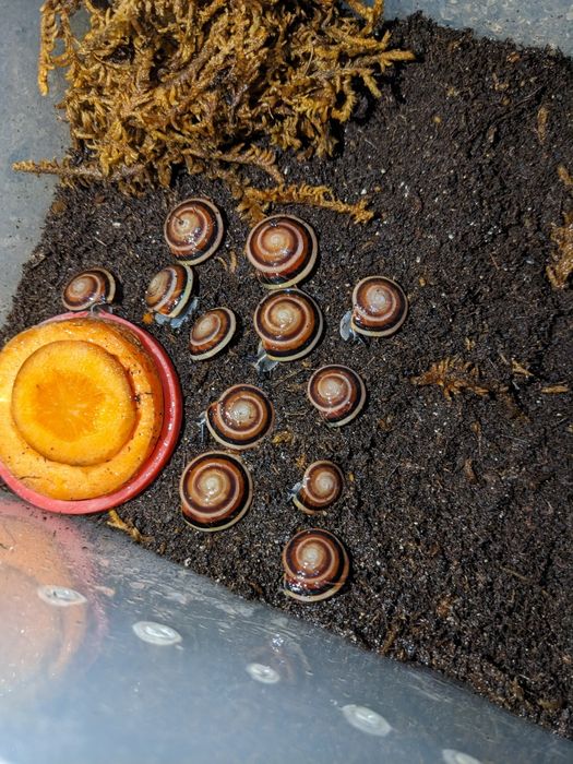 Улитки караколус