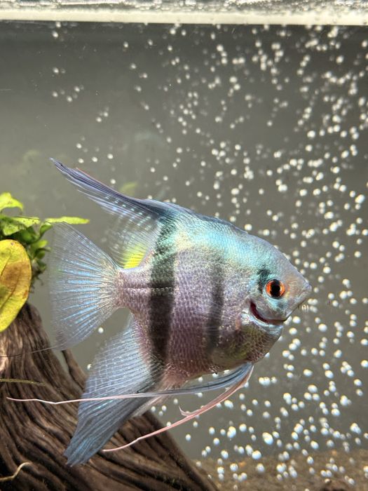 Vand 3 angelfish scalari acvariu