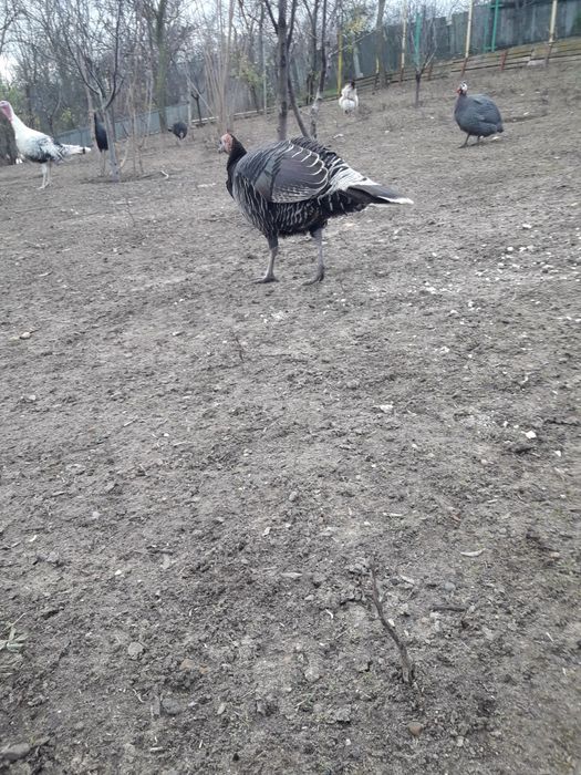 Vand curci și curcan