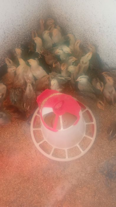 Oua   ameraucana pentru incubat și pui de 3 săptămâni Ameraucana în Bi