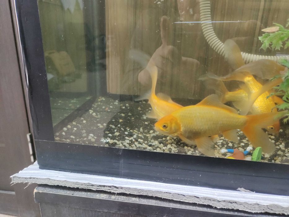 Аквариум с рыбками