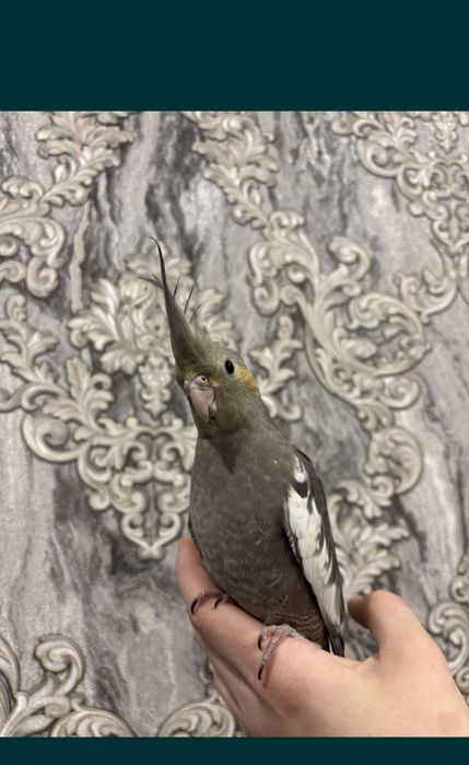 Кореллы домашнего разведение