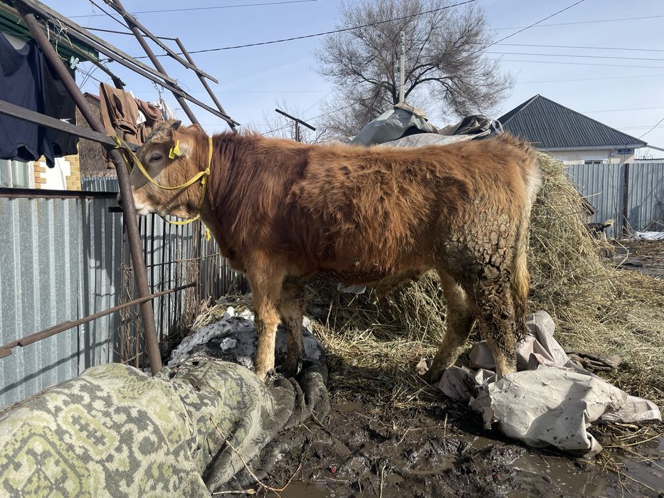 Продам быка 1,5годовалого