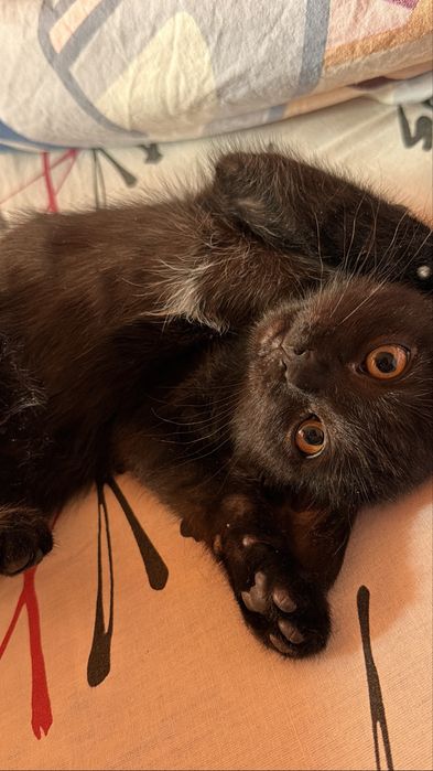 Котенок мальчик 3 месяца