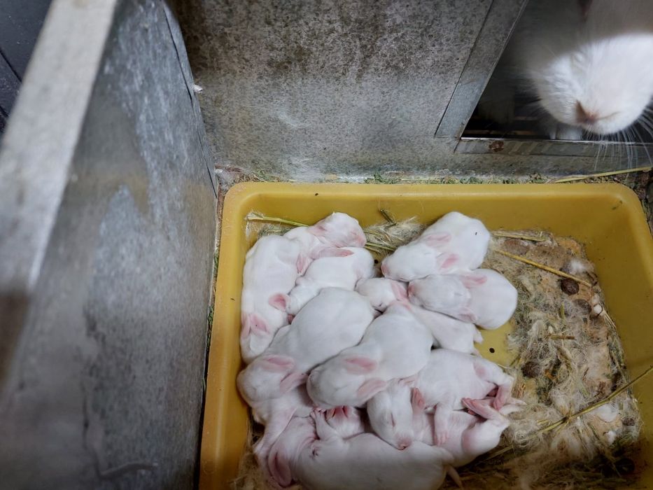 Зайци,цика за разплод,клане,отглеждане