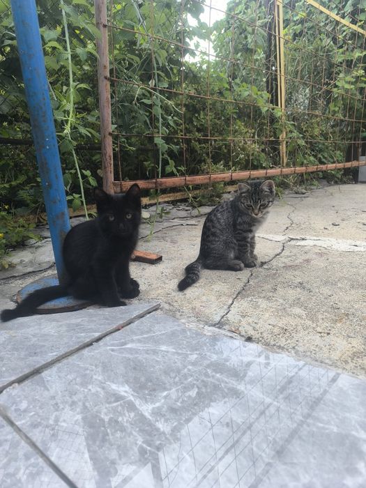 Милые котята ищут добрых хозяев
