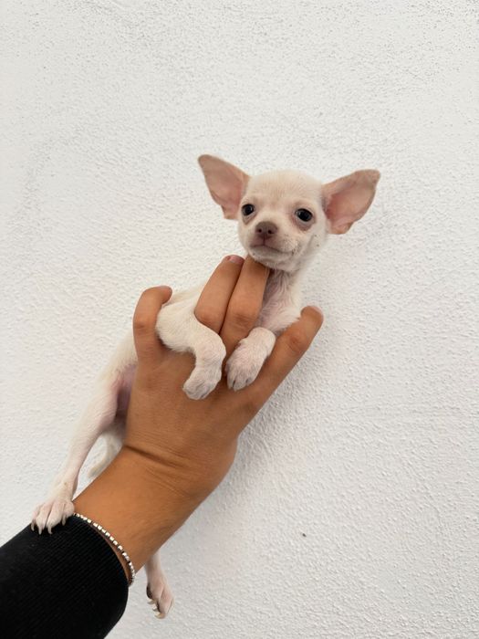Чихуахуа Chihuahua Сини Очи
