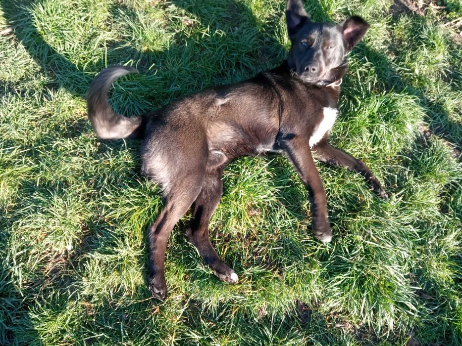 Мъжко куче търси дом