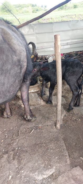Vând viței doi tăurași