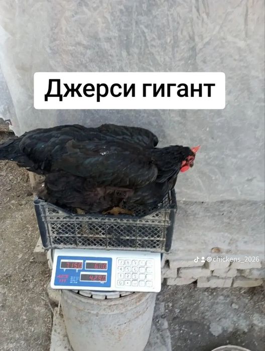 Месячные цыплята Джерси гигант