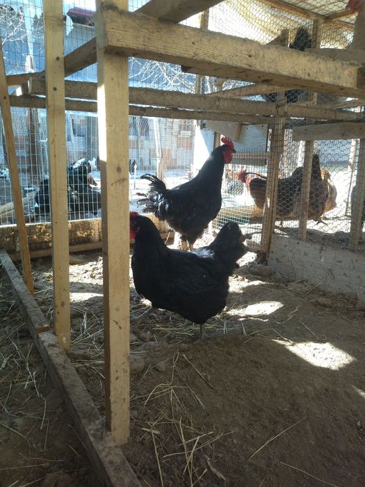 Qora shaxzoda tuxumlari