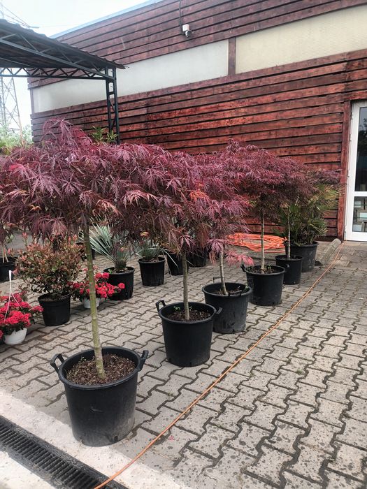 Artar japonez rosu/ acer palmatum dissectum red dragon