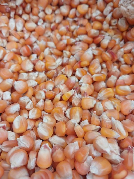 Вингерка маккажўхори уруғи сотилади