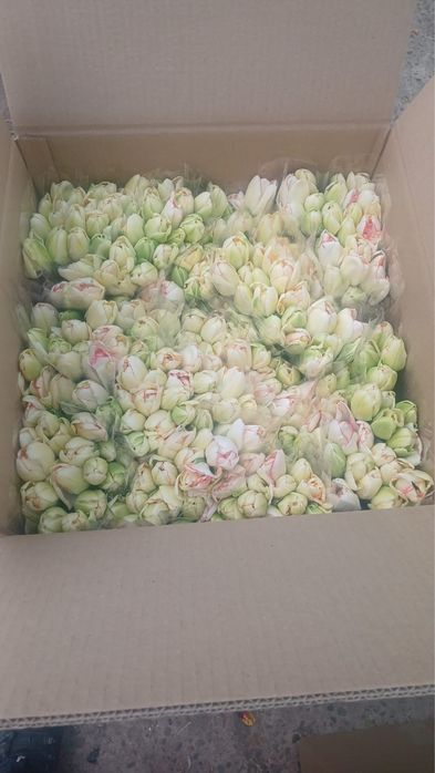 Тюльпан Тюльпан Тюльпан Оптом