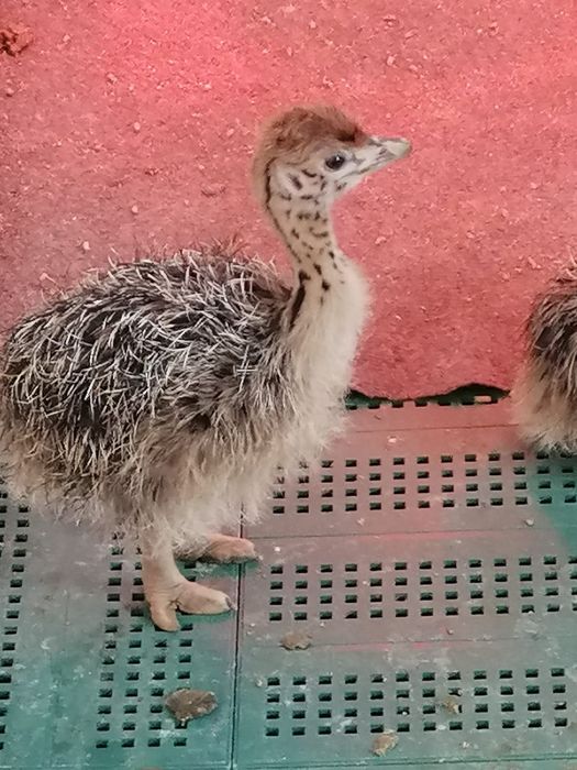 Struti de vanzare pui si tineret