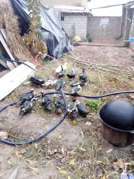 Indutkalar sotiladi.