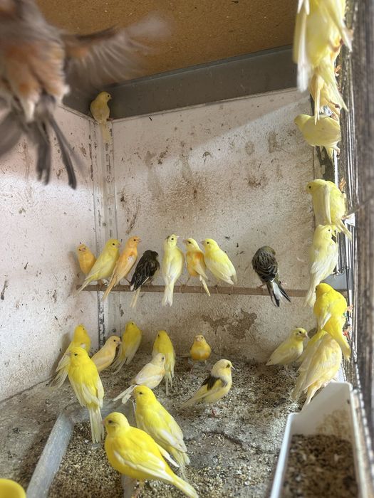 Canari diverse culori masculi/femele