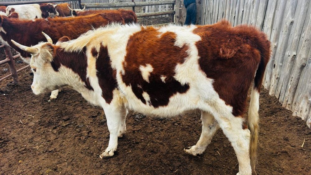 Соғымға сатылады