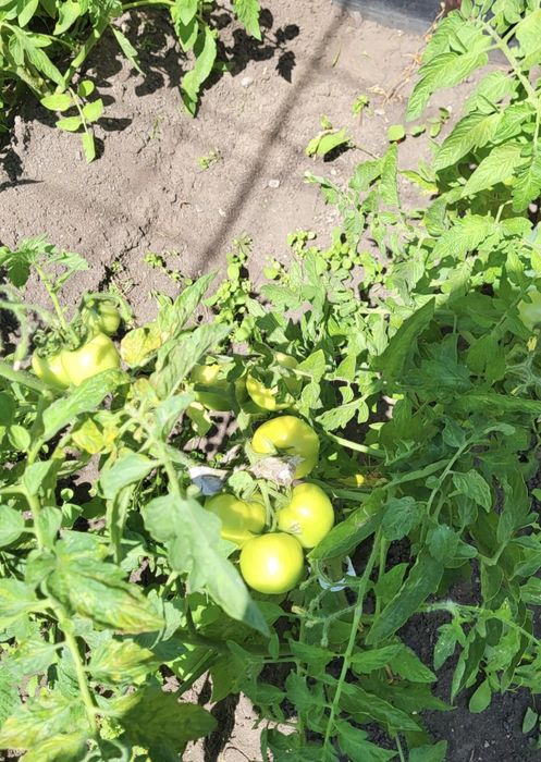 Продаётся дача 6 соток