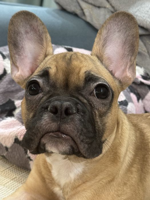 Французский бульдог