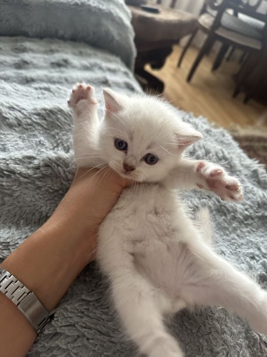 Породистый котенок