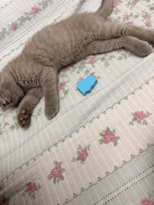 Котенок Бриташка