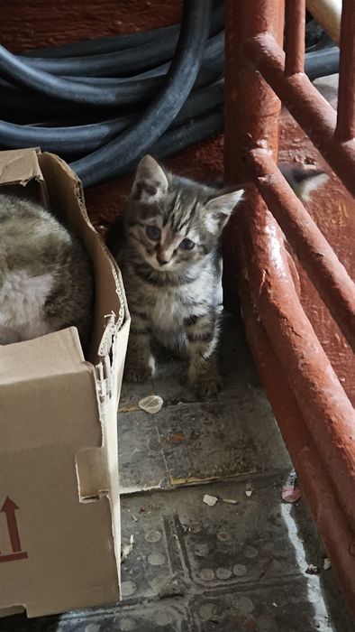 Котёнок ищет дом!