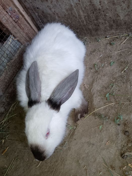 Buĝoz quyon sotiladi Бугоз куйон сотилади