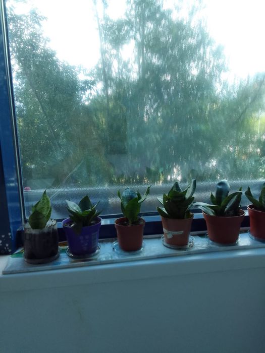 Комнатный цветок чистильщик