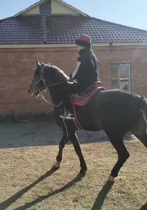 Жеребец Орловской породы