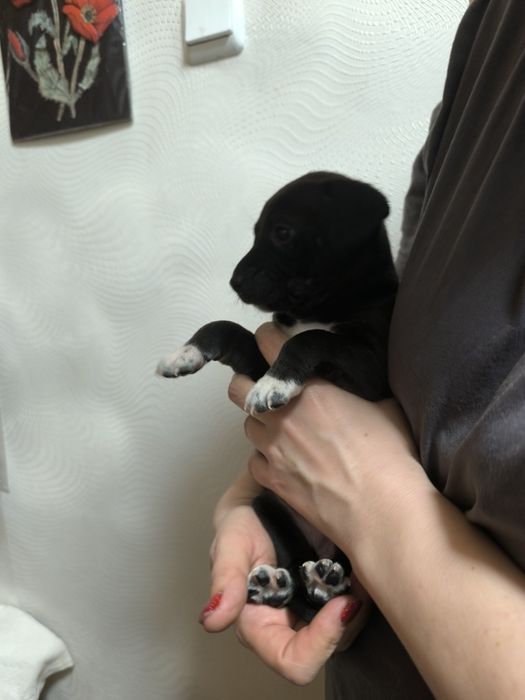 Отдам щенков бесплатно