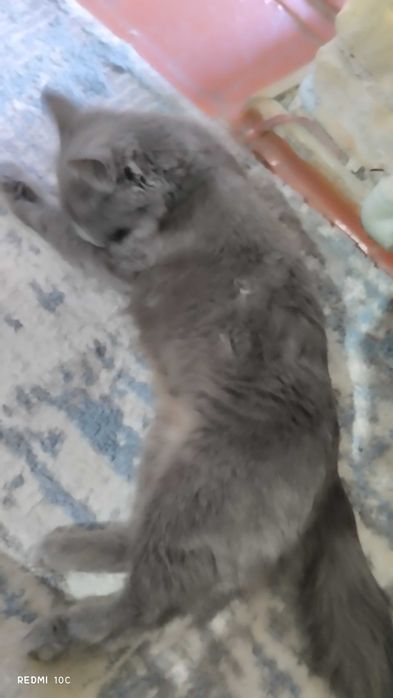 Котенок бесплатно